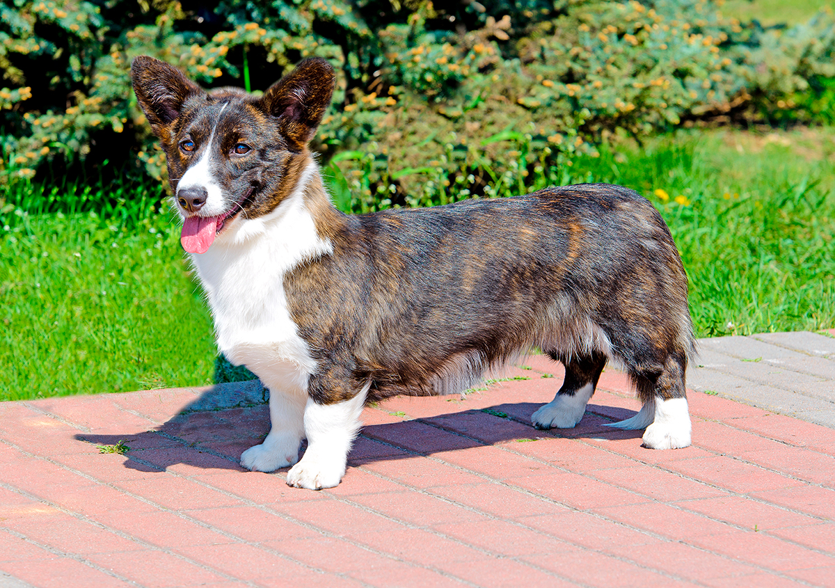 historia de la raza Corgi Gales