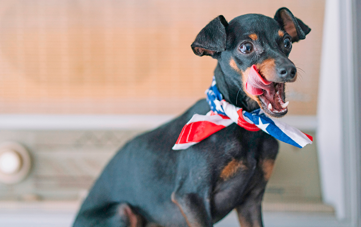 historia de la raza Raton de Praga