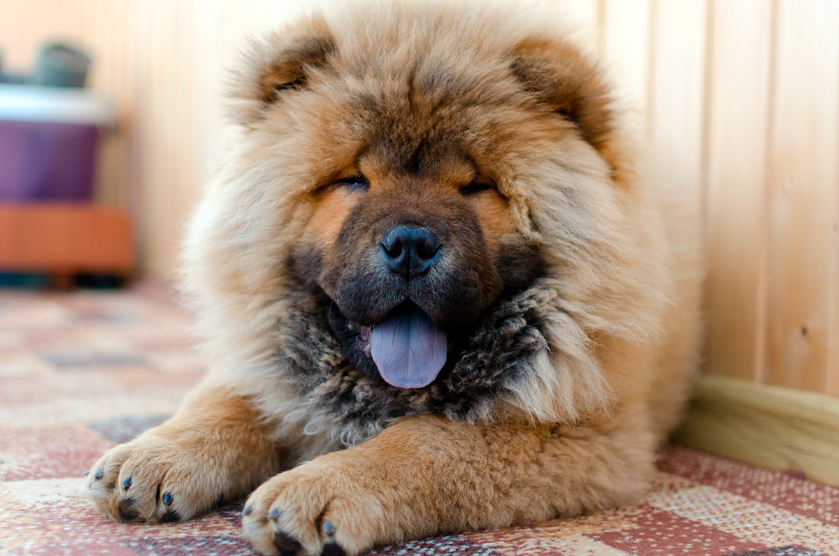 origen de la raza Chow Chow