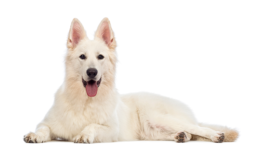 perro Pastor Suizo perro Pastor Suizo