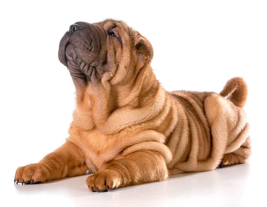 perro Shar Pei perro Shar Pei