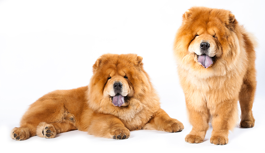 perros de raza Chow Chow perros de raza Chow Chow