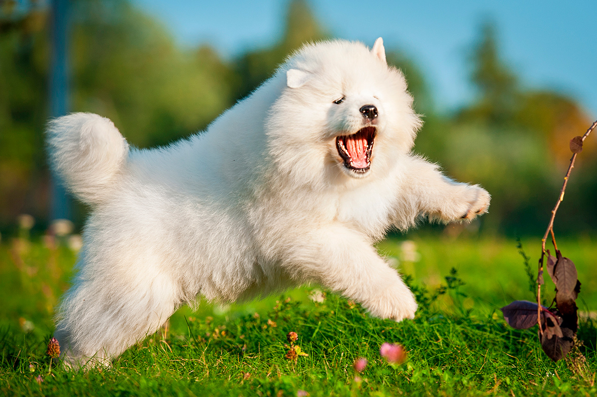 Origen de la raza Samoyedo