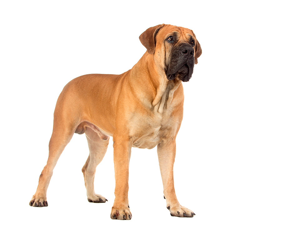 ejemplar de Boerboel ejemplar de Boerboel