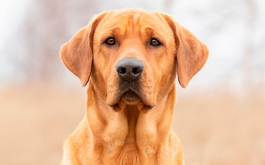 ejemplar de Broholmer ejemplar de Broholmer