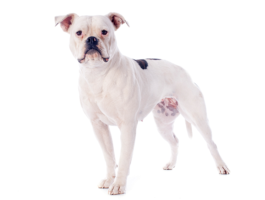 ejemplar de Bulldog Americano ejemplar de Bulldog Americano