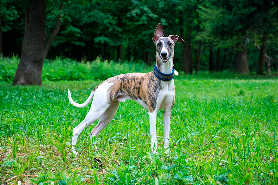 ejemplar de Galgo Ingles ejemplar de Galgo Ingles