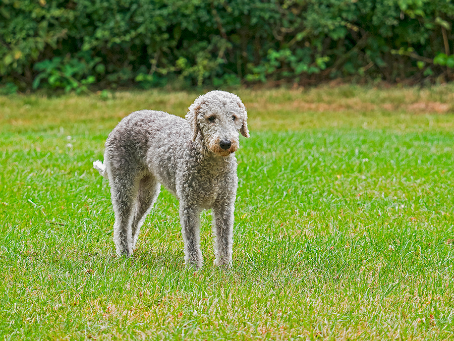ejemplar de raza Bedlington ejemplar de raza Bedlington