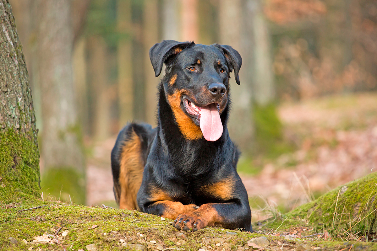 origen de la raza Beauceron