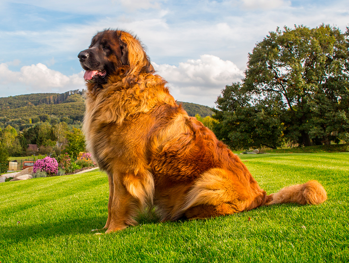 origen de la raza Leonberger