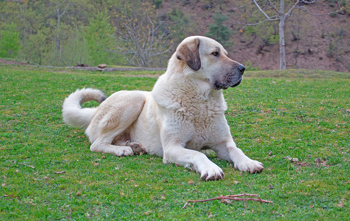origen de la raza kangal