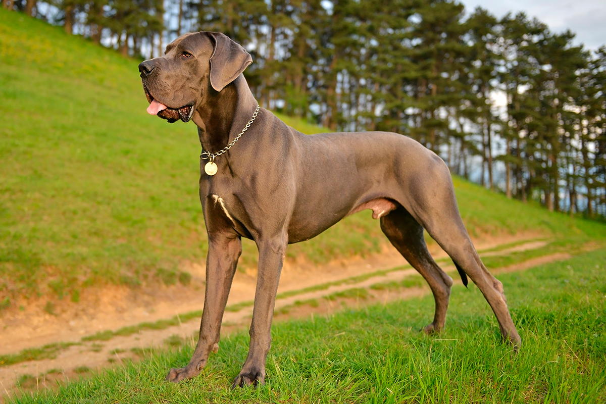 origen del Dogo Aleman