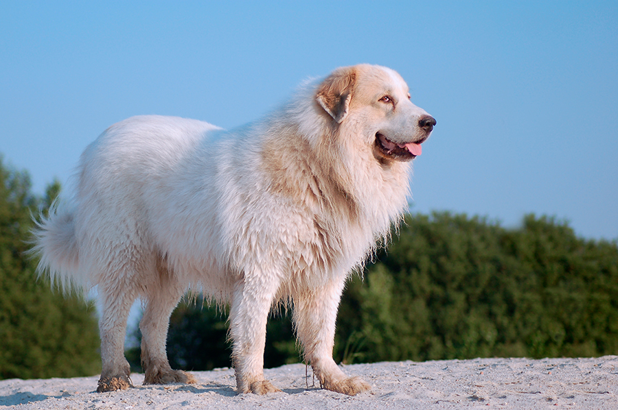perro Montana de los Pirineos perro Montana de los Pirineos