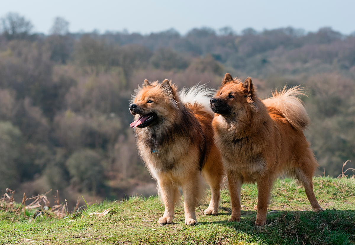 Historia de la raza Eurasier