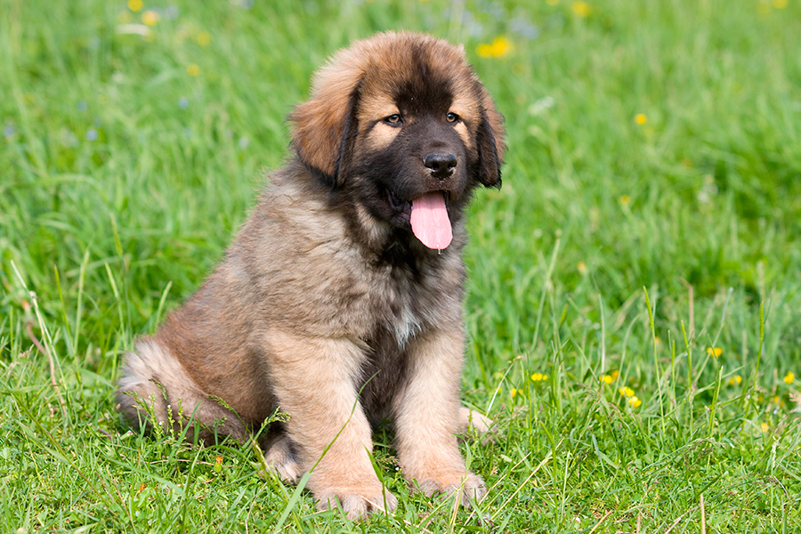 cachorro de Mastin Espanol cachorro de Mastin Espanol