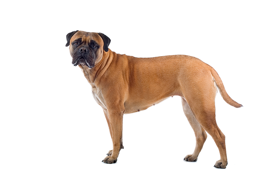ejemplar de Bullmastiff ejemplar de Bullmastiff