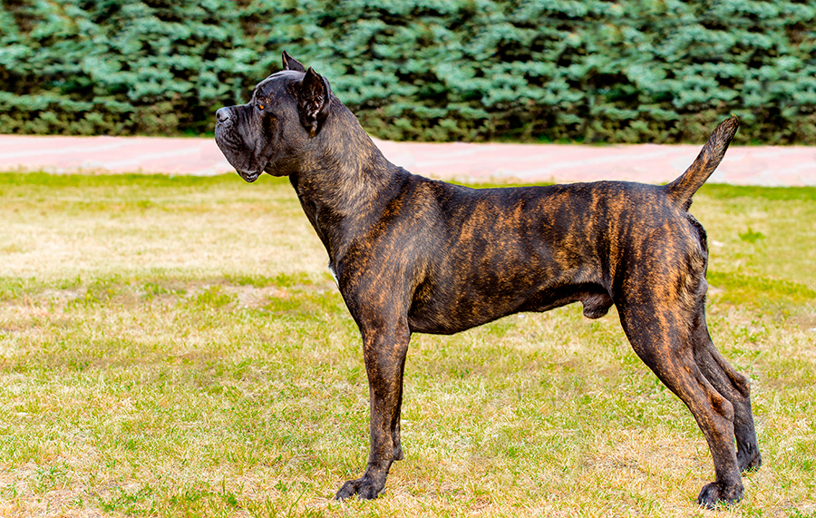 ejemplar de Cane Corso ejemplar de Cane Corso