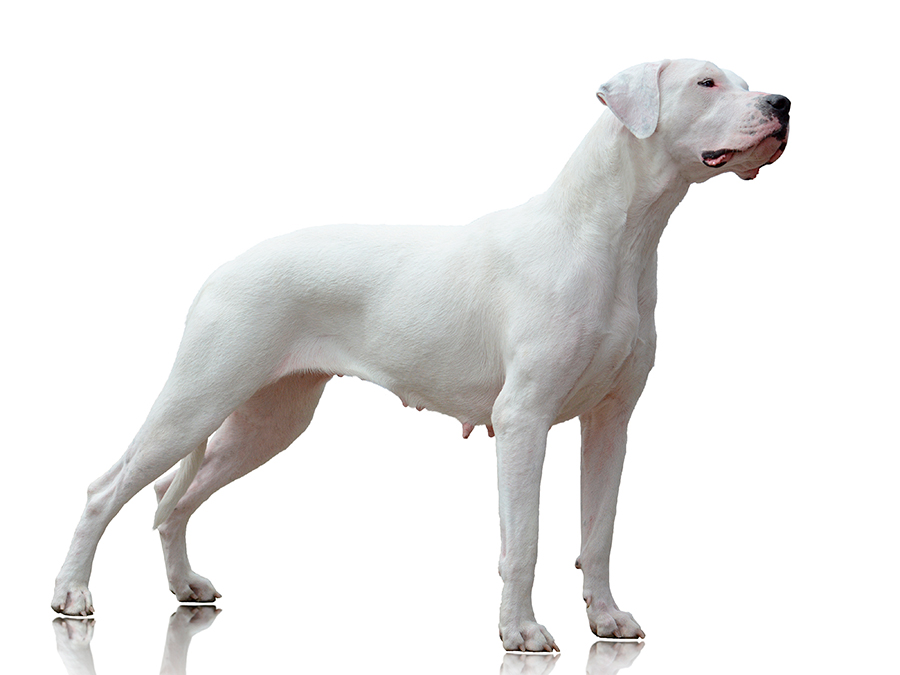 ejemplar de Dogo Argentino ejemplar de Dogo Argentino