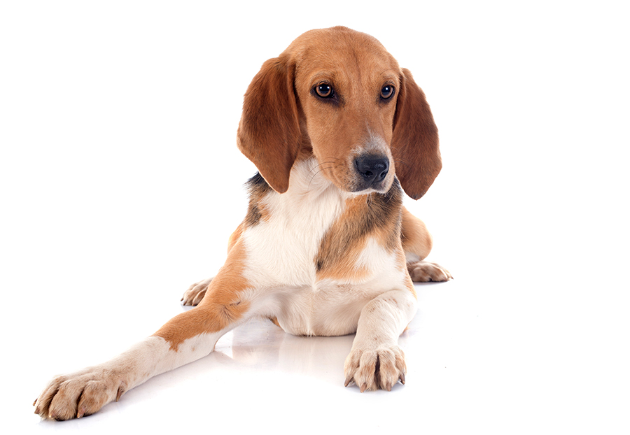 ejemplar de Harrier ejemplar de Harrier