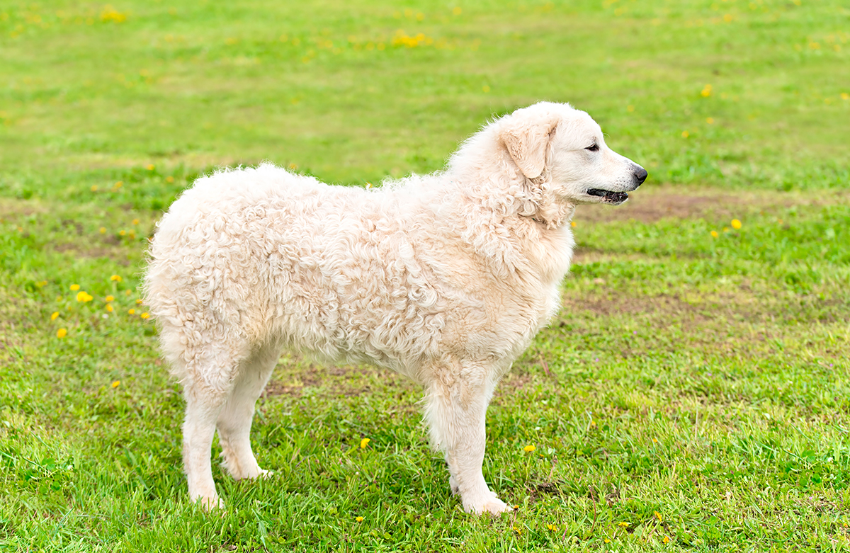 ejemplar de Kuvasz Hungaro