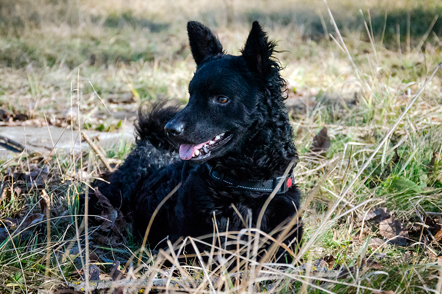 ejemplar de Pastor Croata ejemplar de Pastor Croata