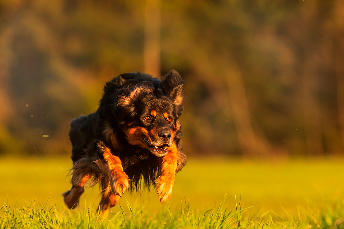 origen de la raza Hovawart