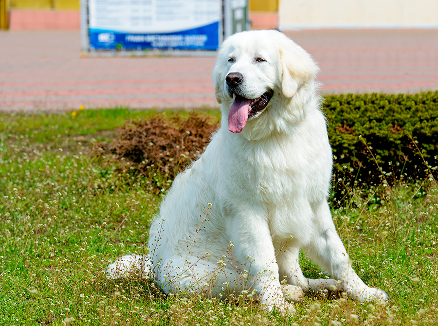 origen del Kuvasz Hungaro origen del Kuvasz Hungaro