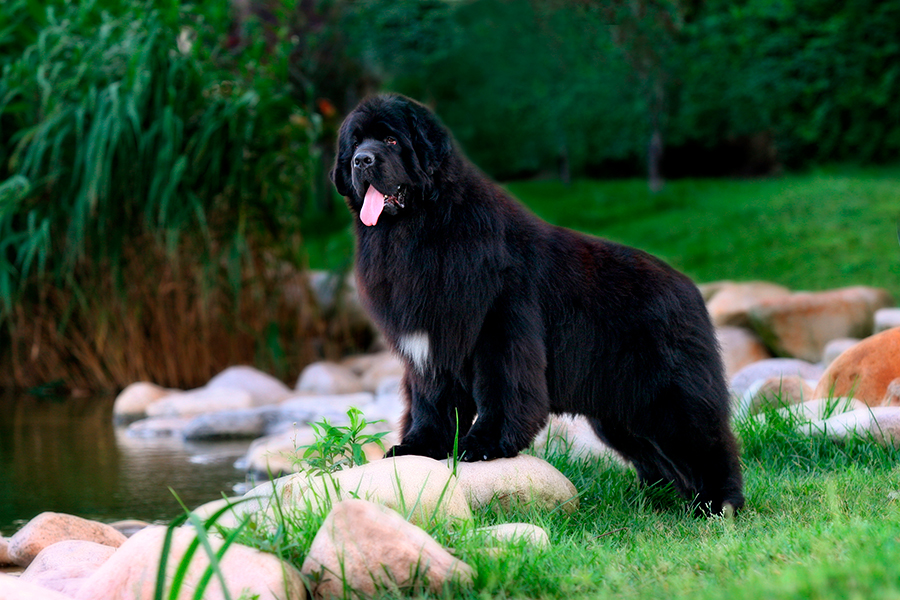 perro Terranova perro Terranova