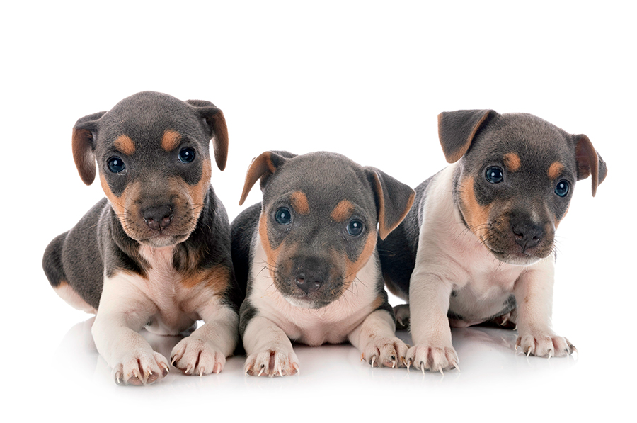 cachorros de Fox Paulistinha cachorros de Fox Paulistinha