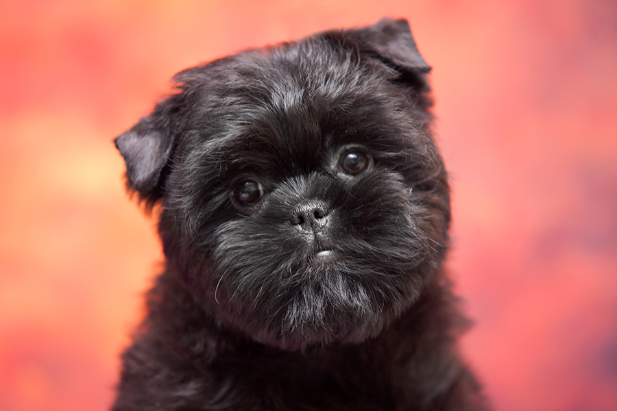 ejemplar de Affenpinscher ejemplar de Affenpinscher