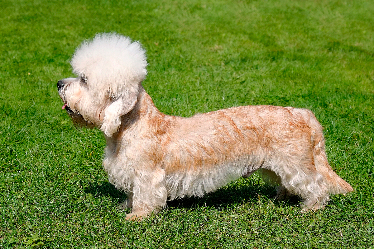 ejemplar de Dandie Dinmont Terrier