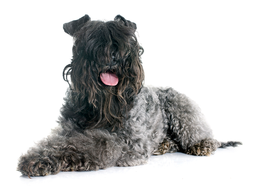 ejemplar de Kerry blue terrier ejemplar de Kerry blue terrier