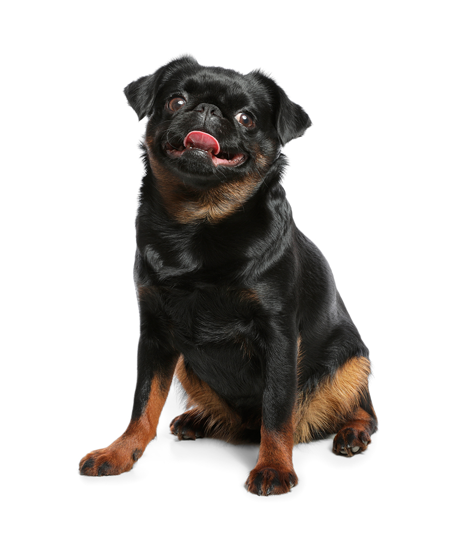 ejemplar de Petit brabançon ejemplar de Petit brabançon