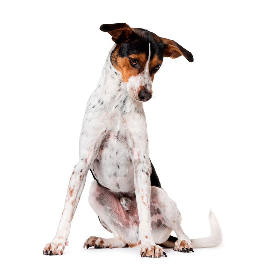 ejemplar de Ratonero valenciano