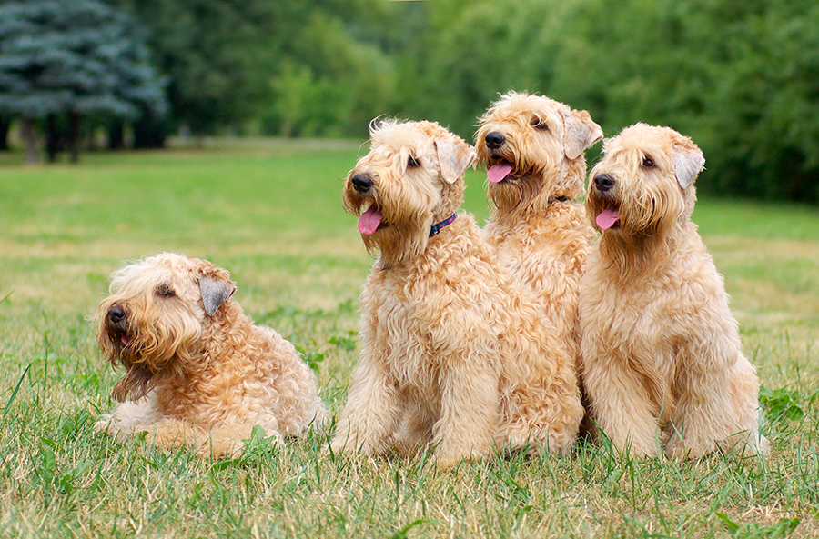 ejemplares de Soft Coated Wheaten Terrier Irlandes