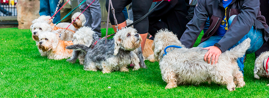 exposicion de Dandie Dinmont Terrier exposicion de Dandie Dinmont Terrier