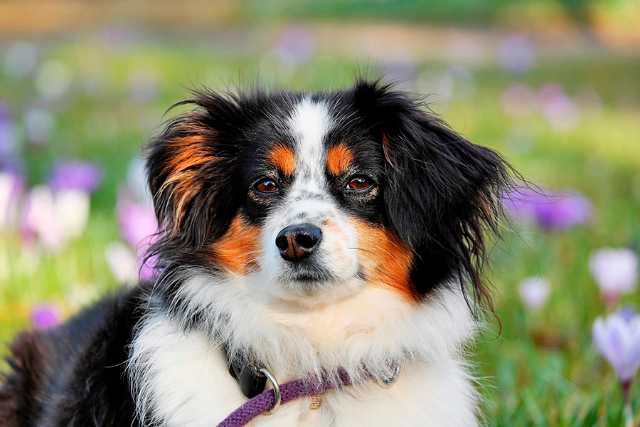 perro con mucho pelo