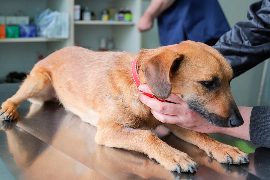 perro en consulta veterinaria