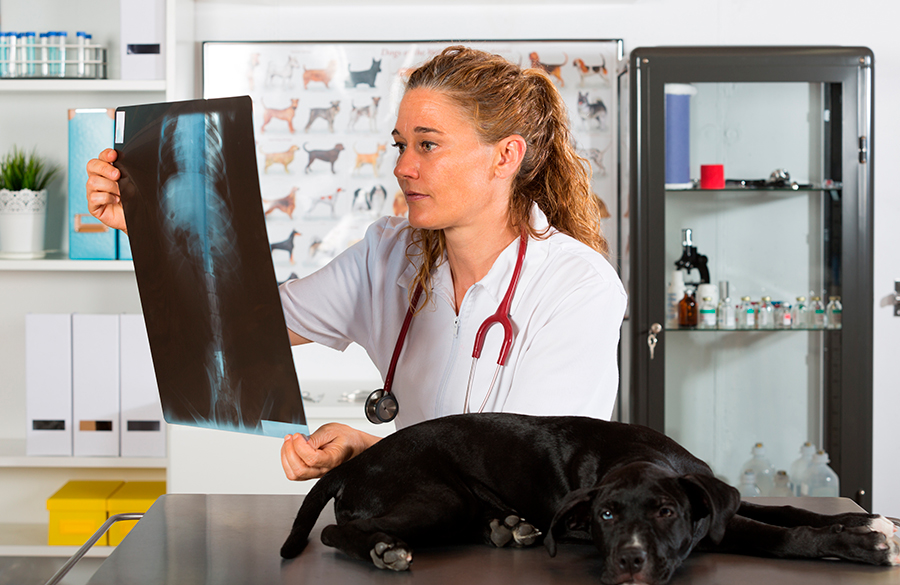 perro en clinica veterinaria