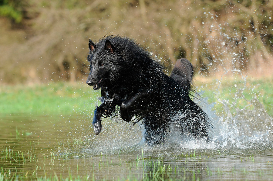 perro jugando en el agua